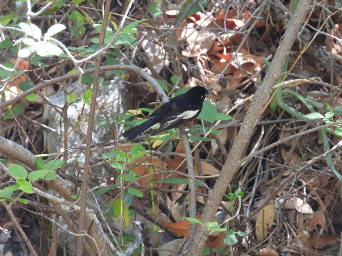 Painted Redstart - Roee Astor