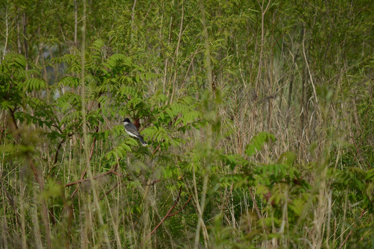 Eastern Kingbird - Brinda Datla