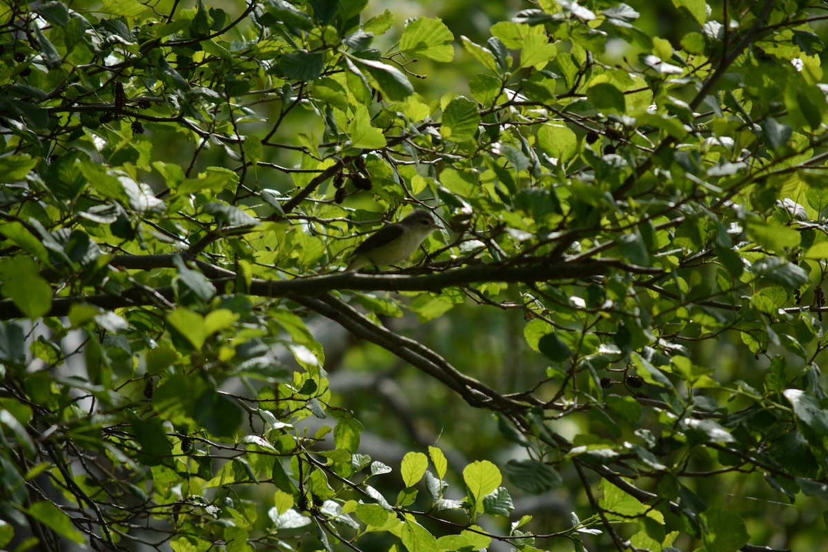 Warbling Vireo - Brinda Datla