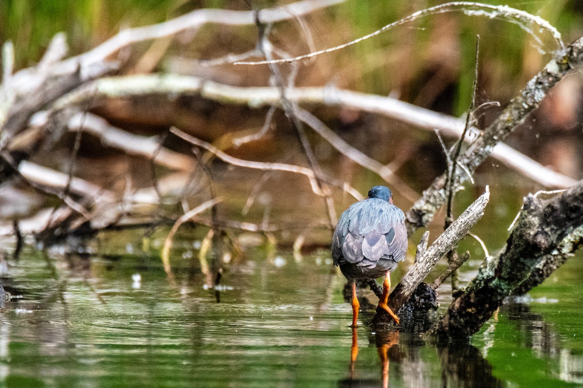 Green Heron - Joshua  Vincent