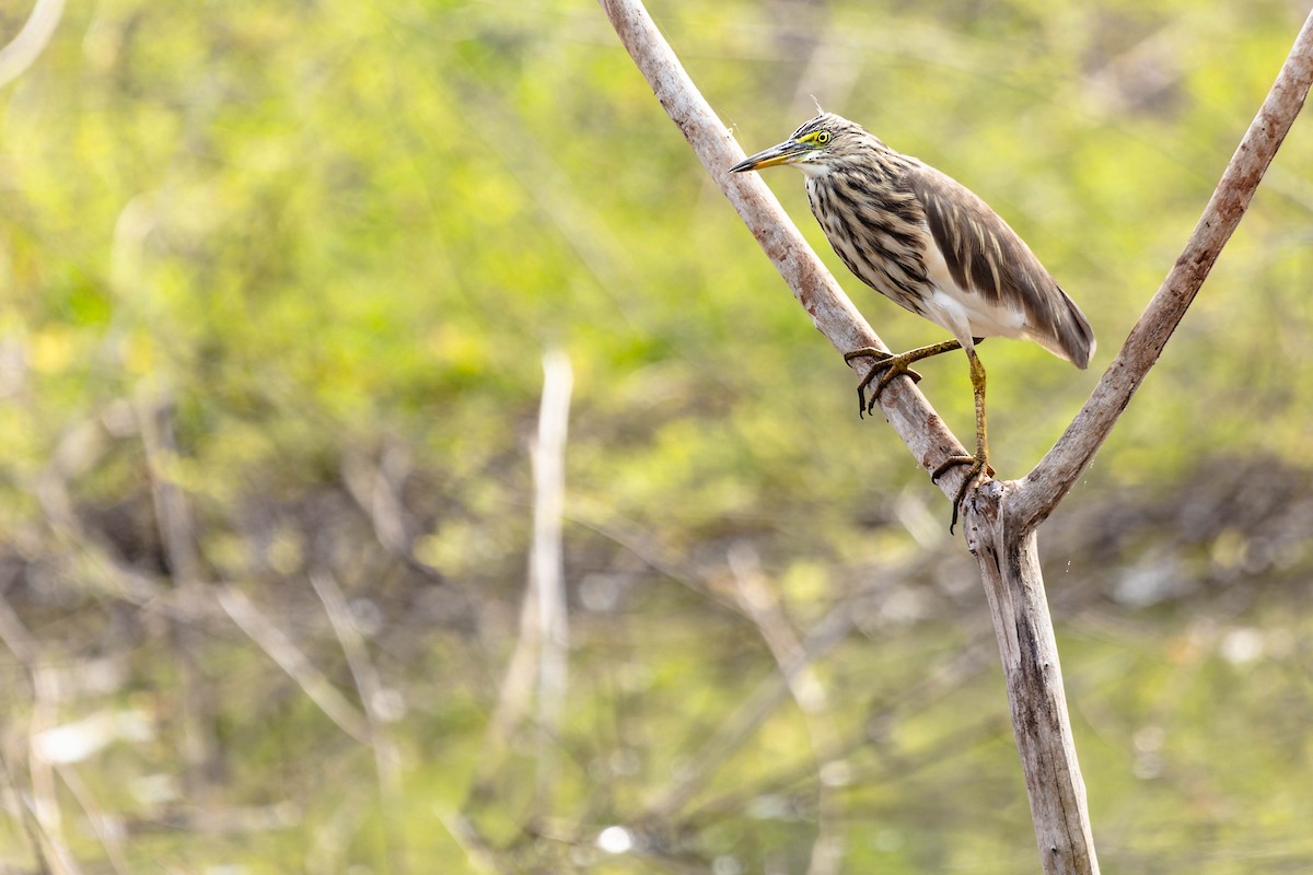 Indian Pond-Heron - Zebedee Muller