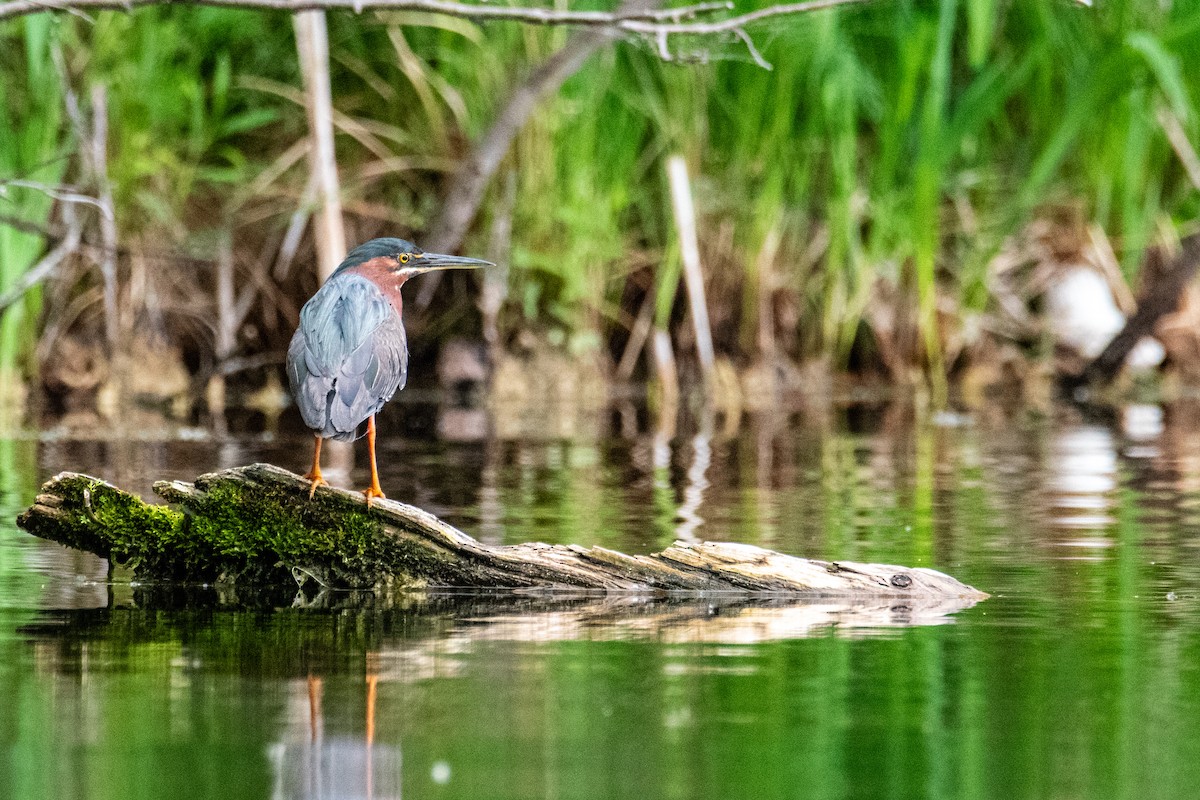 Green Heron - Joshua  Vincent