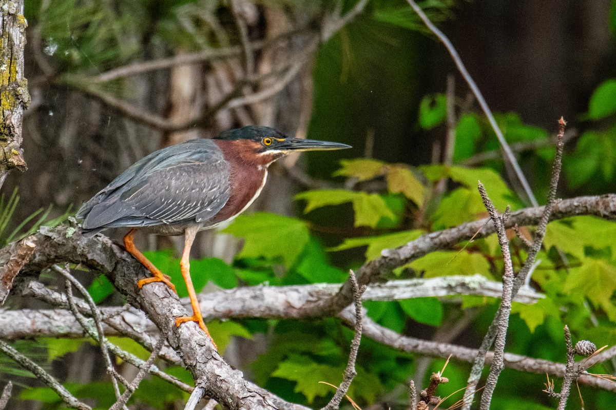 Green Heron - Joshua  Vincent