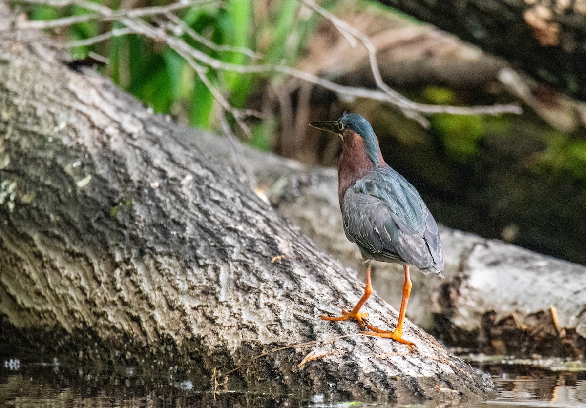 Green Heron - Joshua  Vincent