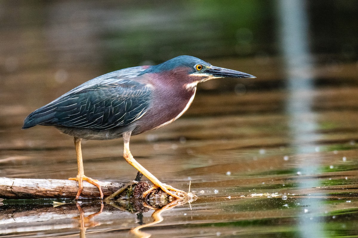 Green Heron - Joshua  Vincent