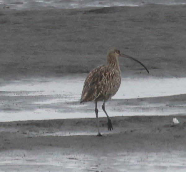 Far Eastern Curlew - ML619657712