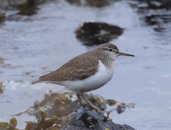 Common Sandpiper - ML619657718