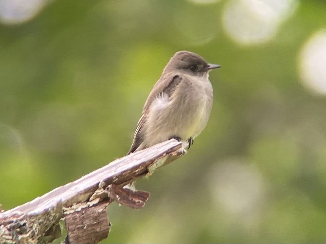 Western Wood-Pewee - Matt Taylor