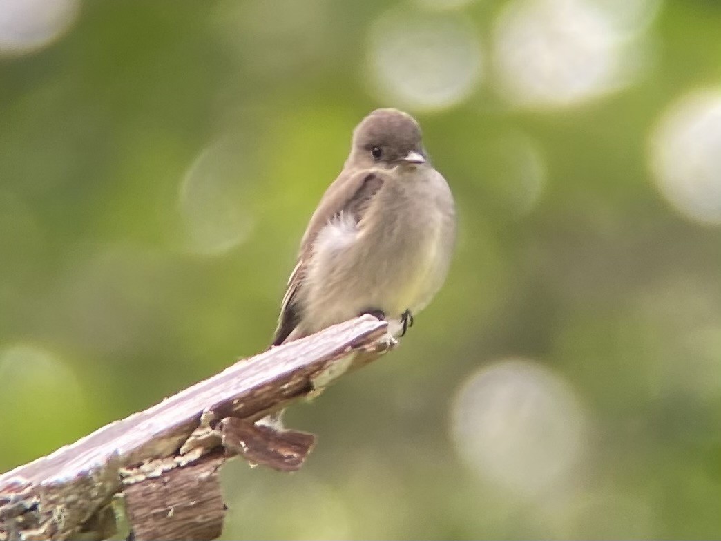 Western Wood-Pewee - Matt Taylor