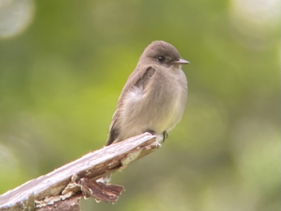 Western Wood-Pewee - Matt Taylor