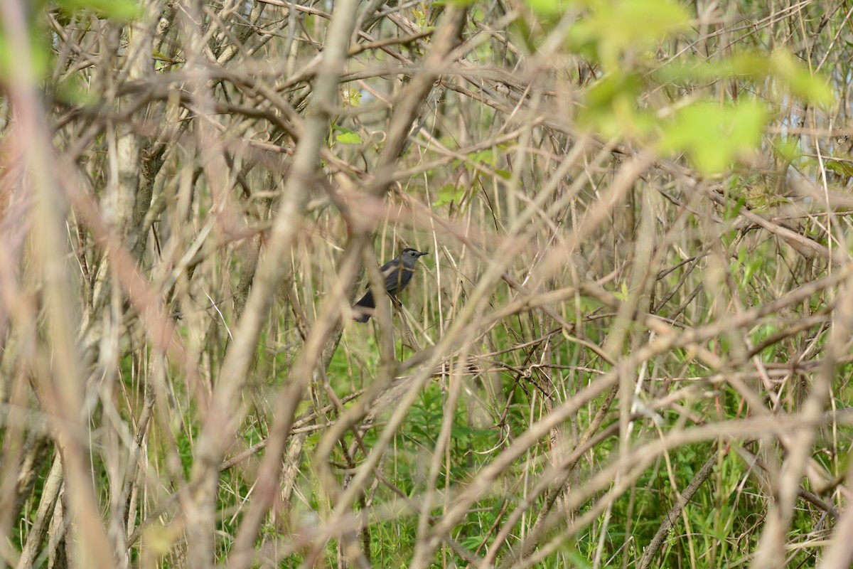 Gray Catbird - Brinda Datla