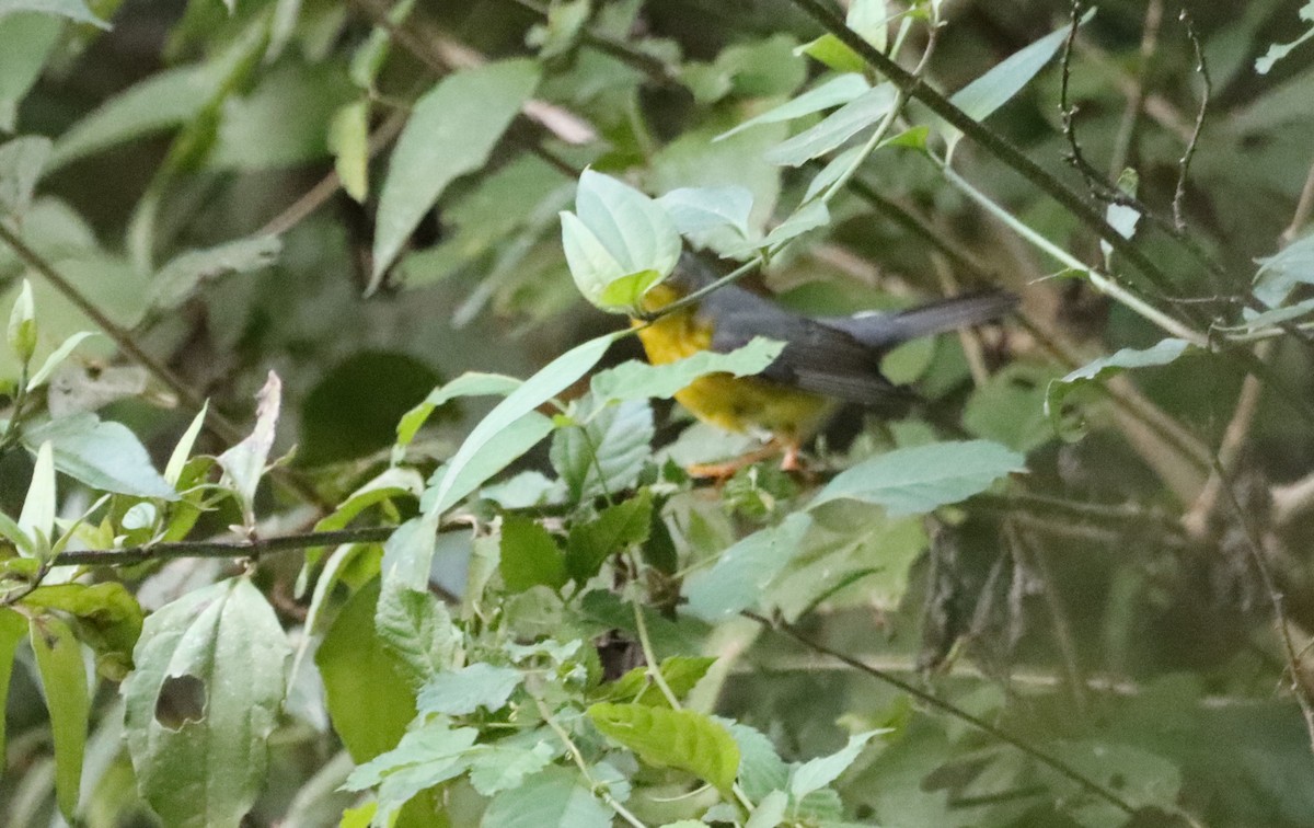 Canada Warbler - ML619657726