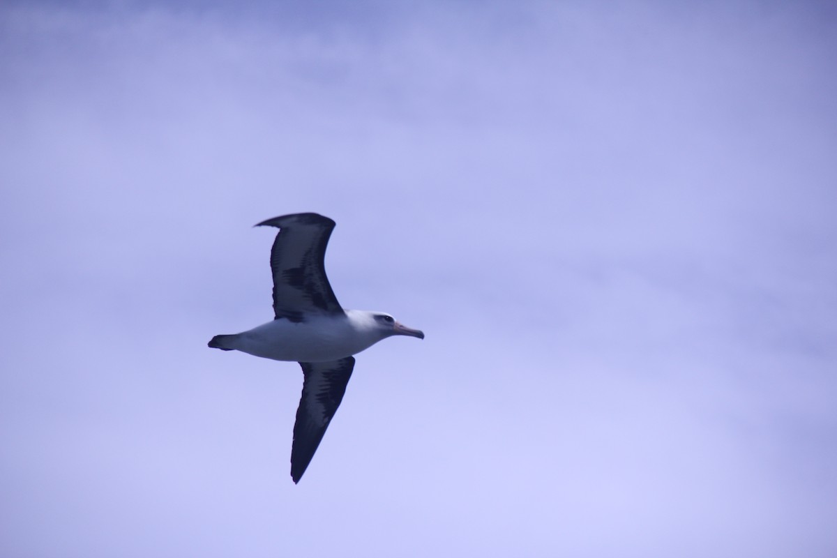 Laysan Albatross - Claire Marchant