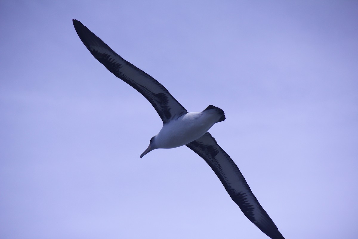 Laysan Albatross - Claire Marchant