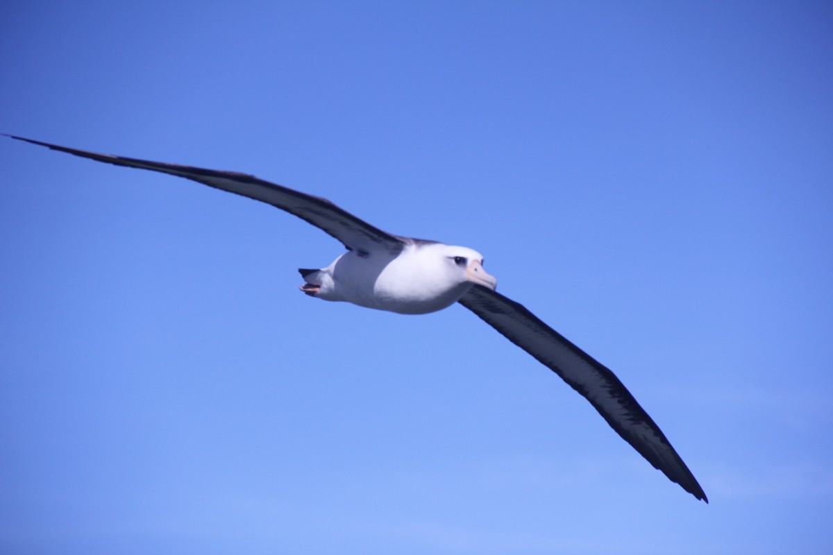 Laysan Albatross - Claire Marchant