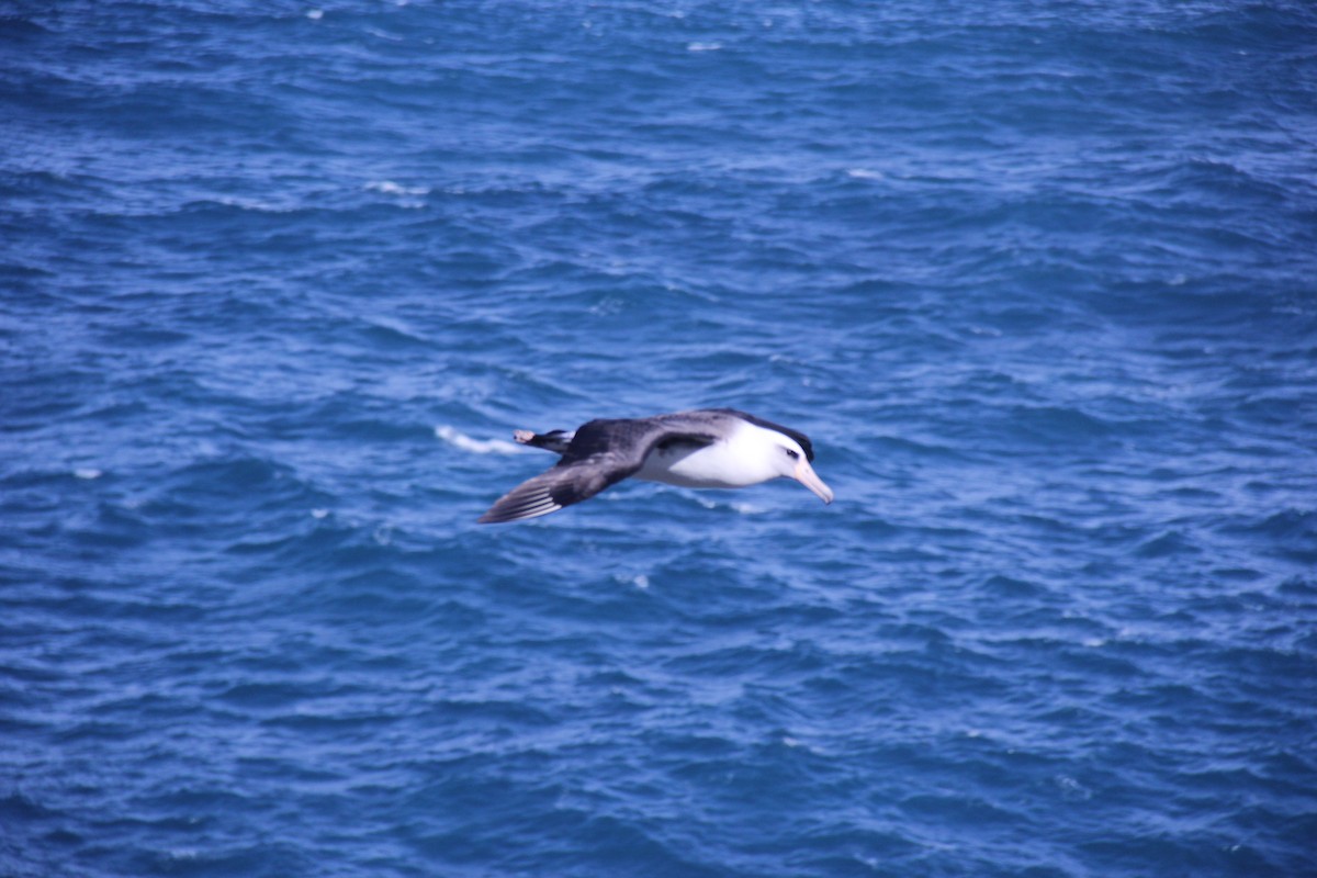 Albatros de Laysan - ML619657730