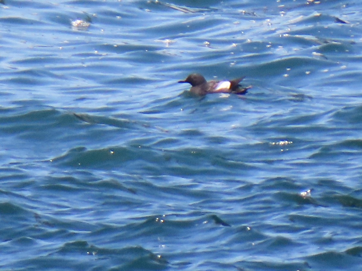 Pigeon Guillemot - Carla Delucchi