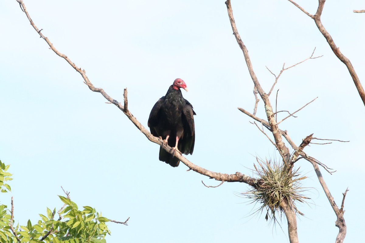 Turkey Vulture - ML619657735