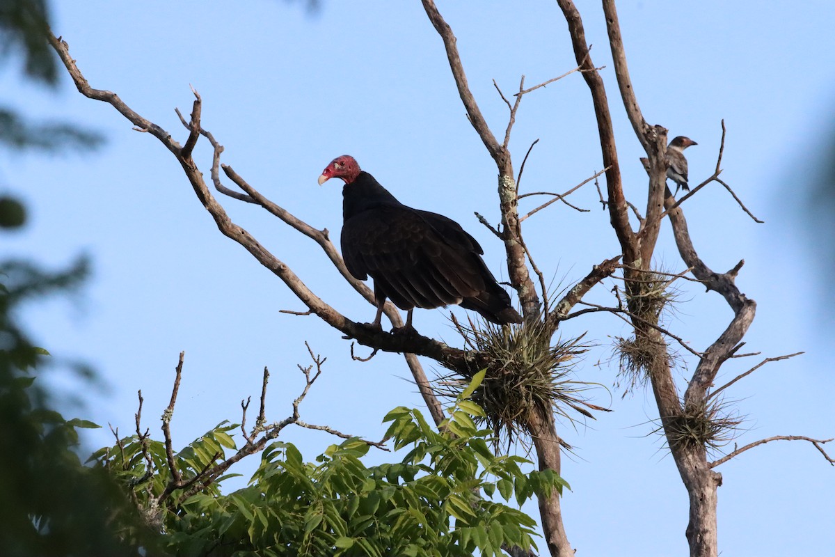 Turkey Vulture - Oliver  Komar