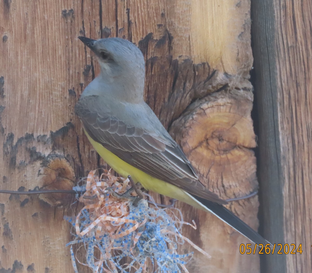 Western Kingbird - Heidi George