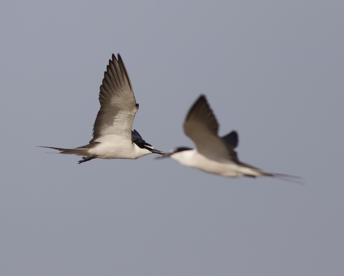 Bridled Tern - ML619657744