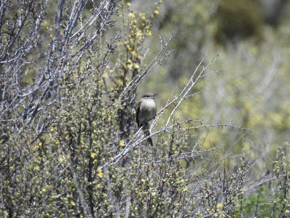 Gray Flycatcher - ML619657749