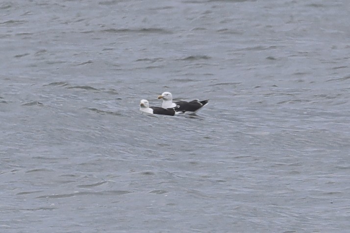 Great Black-backed Gull - Darcy Pinotti