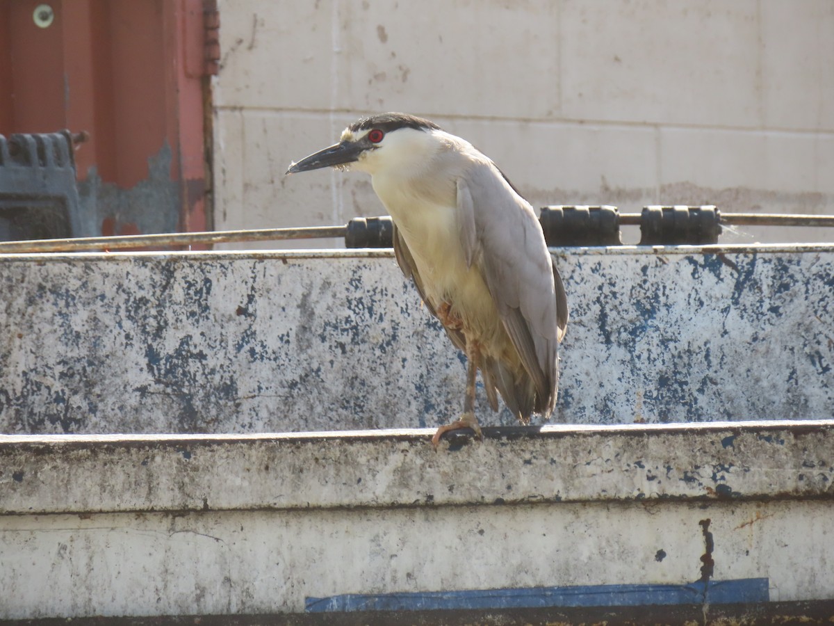 Black-crowned Night Heron - Carla Delucchi