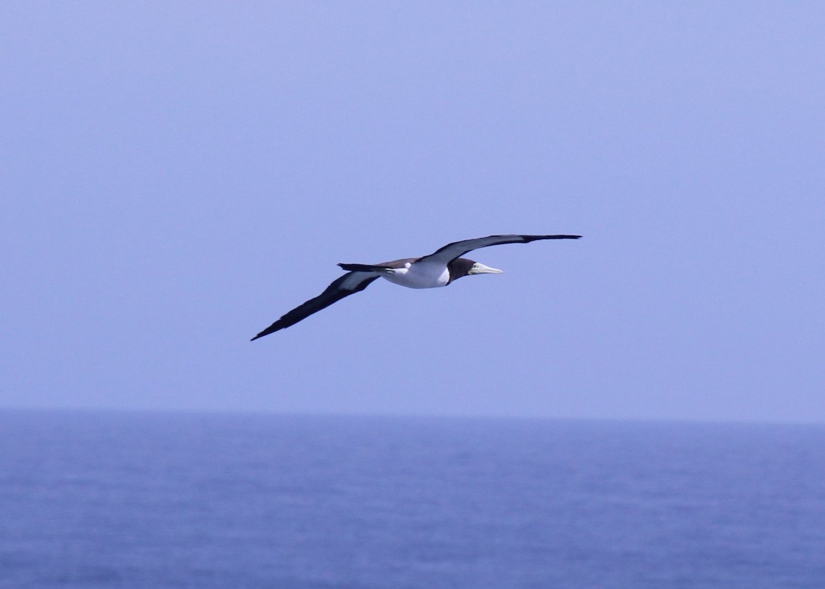 Brown Booby - Claire Marchant