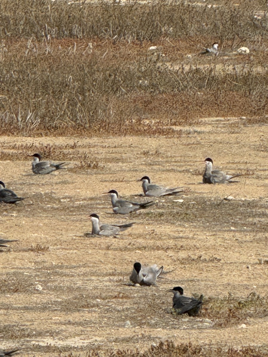 White-cheeked Tern - Mohammed Alazmi