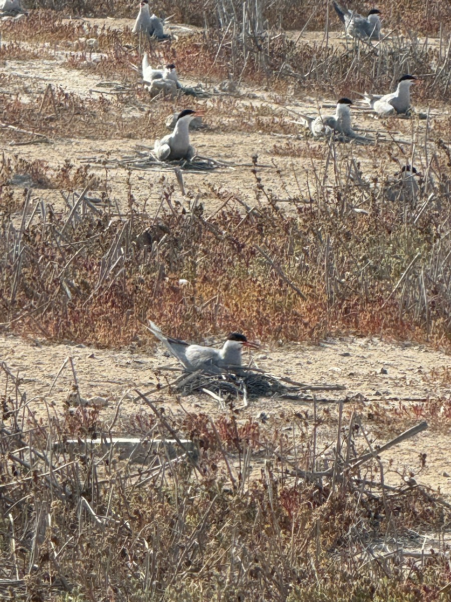 White-cheeked Tern - Mohammed Alazmi