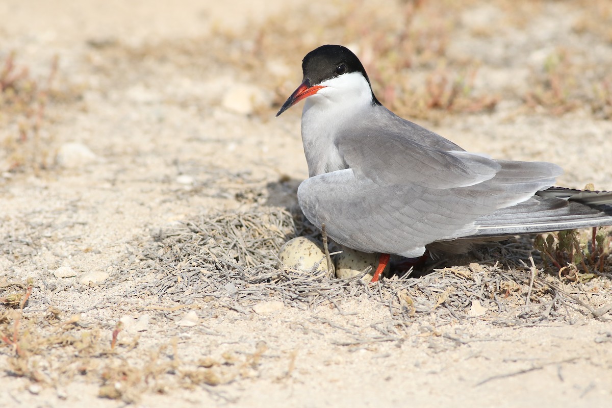 White-cheeked Tern - Mohammed Alazmi