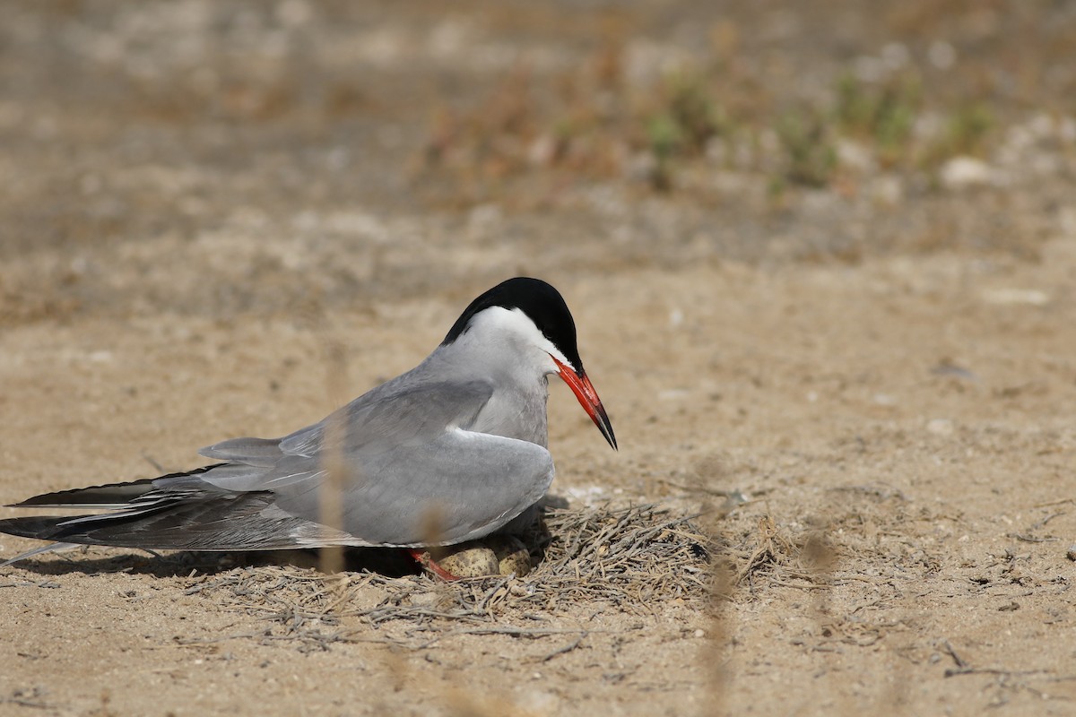 White-cheeked Tern - Mohammed Alazmi