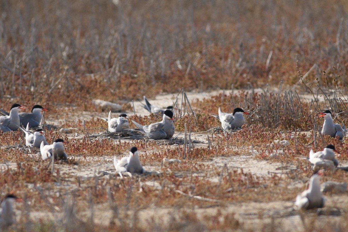 White-cheeked Tern - Mohammed Alazmi