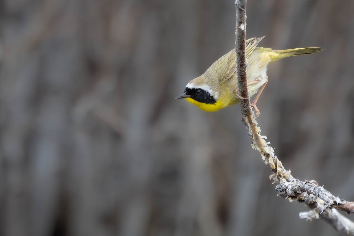 Common Yellowthroat - Carl Bergstrom