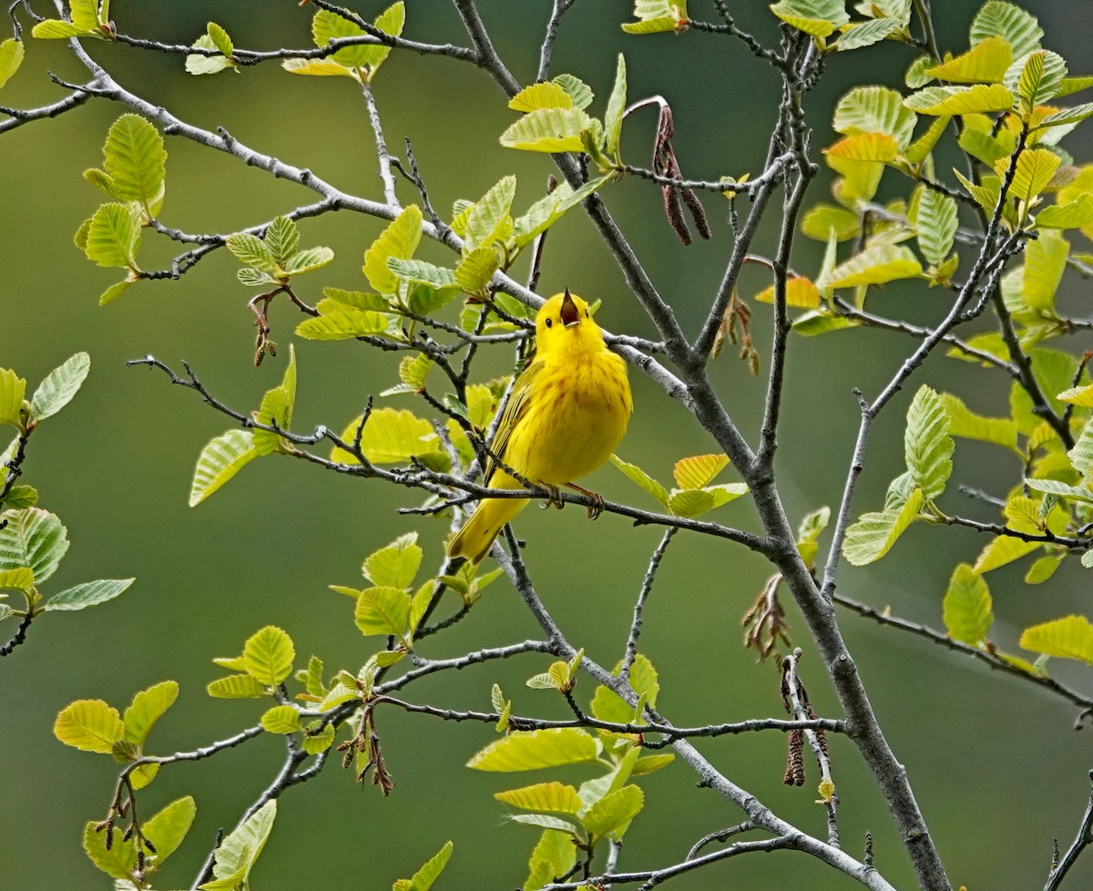 Yellow Warbler - Hank Heiberg