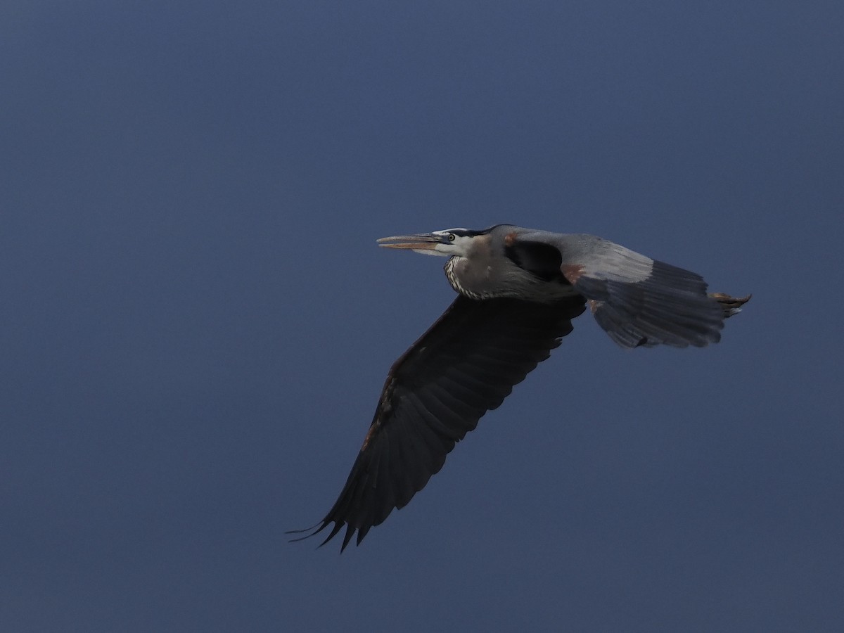 Great Blue Heron - Melody Serra