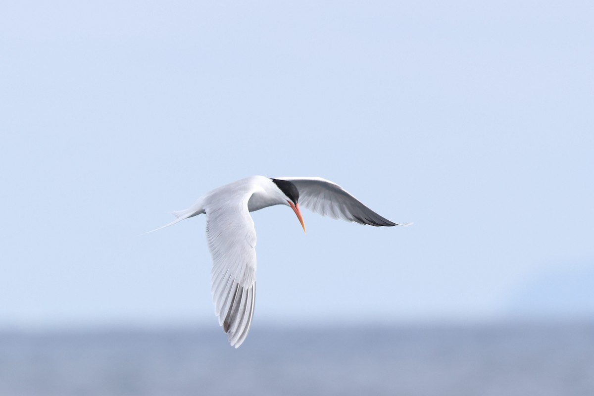 Elegant Tern - Caleb Villar