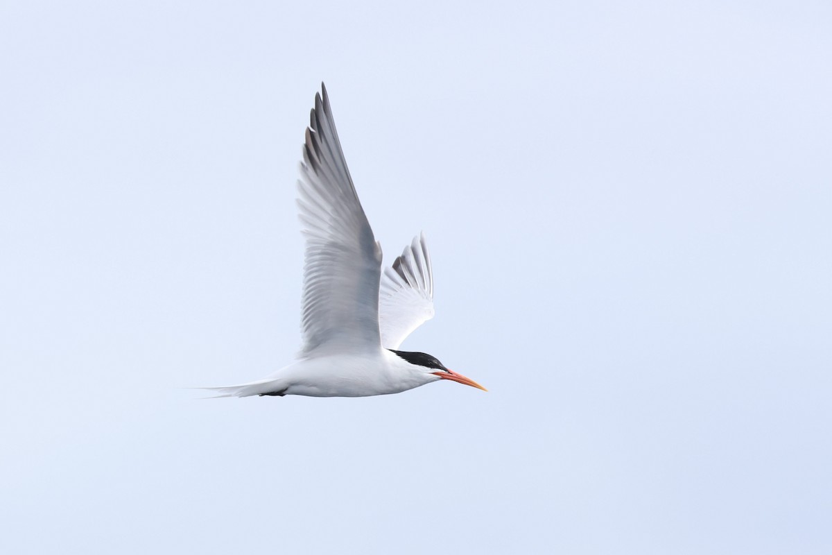 Elegant Tern - Caleb Villar