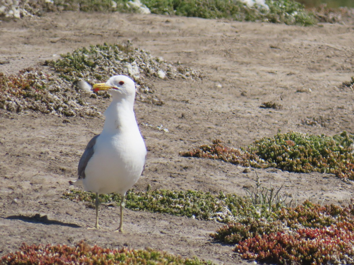 California Gull - Carla Delucchi