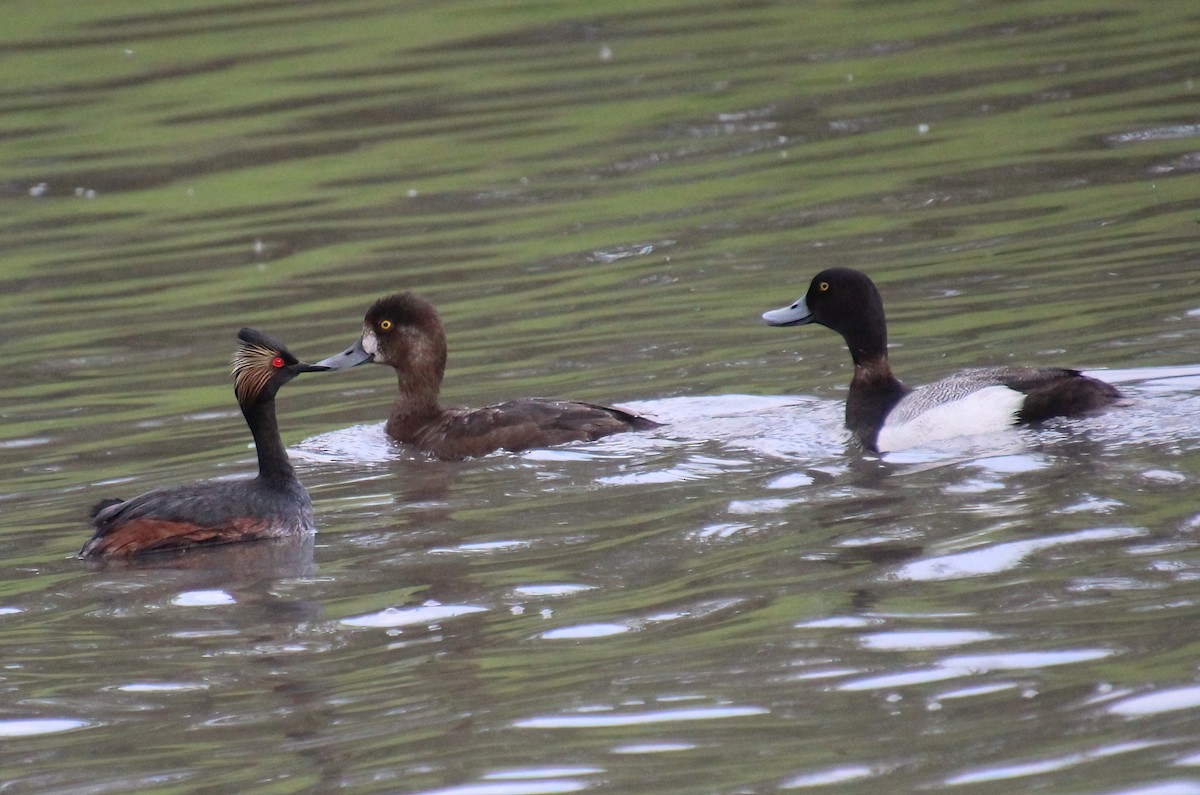 Lesser Scaup - Elaine Cassidy