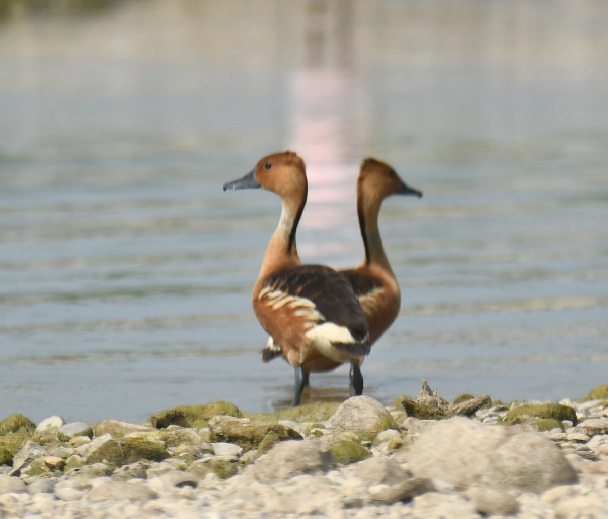 Fulvous Whistling-Duck - Leonardo Guzmán (Kingfisher Birdwatching Nuevo León)