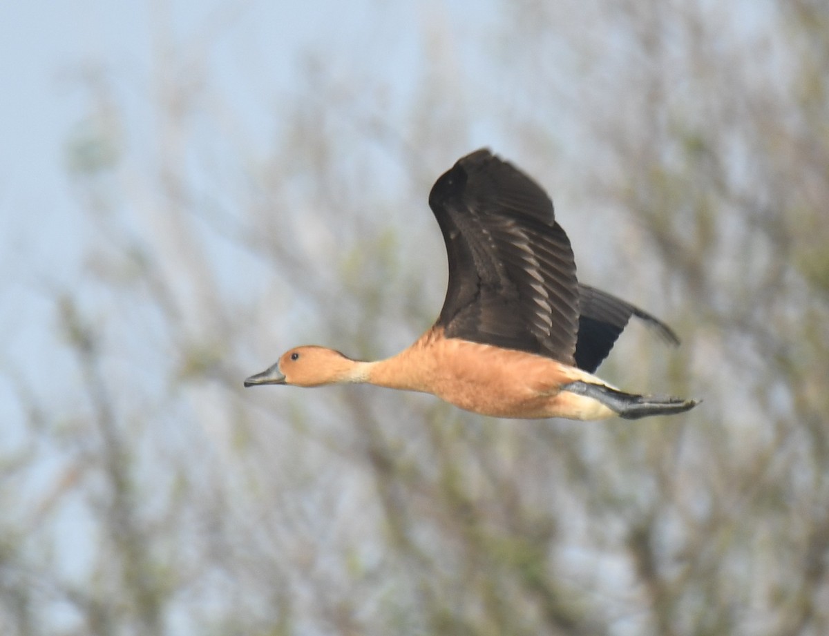 Fulvous Whistling-Duck - Leonardo Guzmán (Kingfisher Birdwatching Nuevo León)