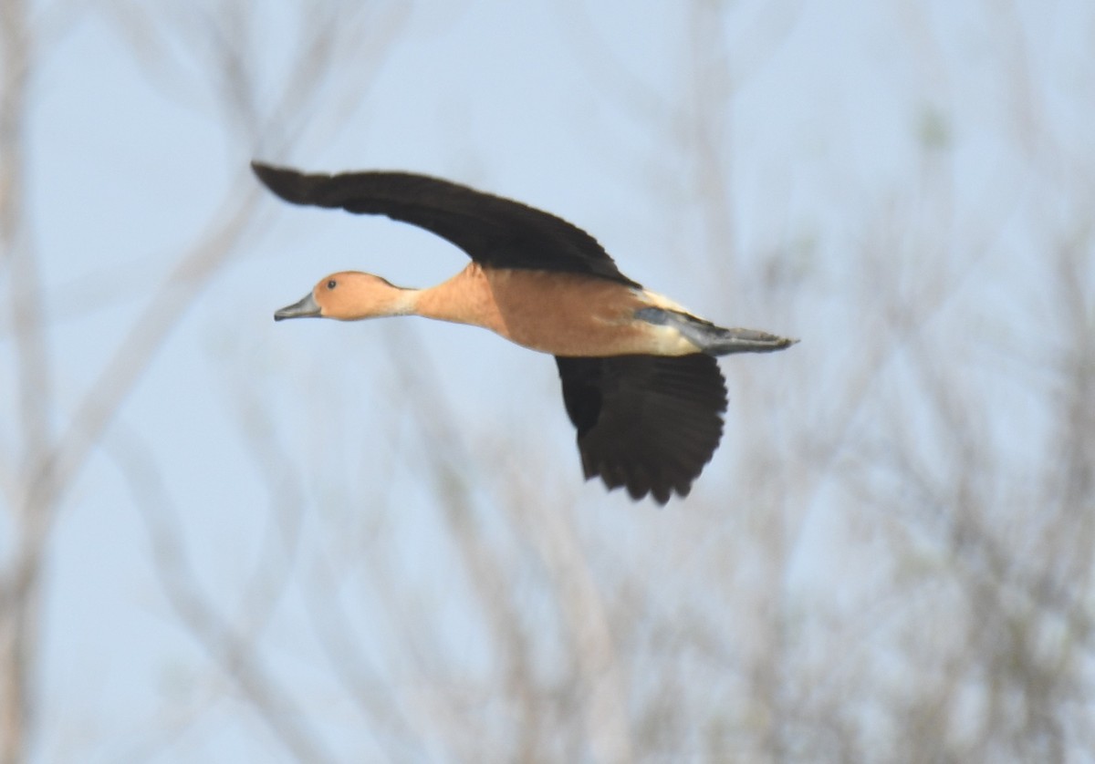 Fulvous Whistling-Duck - Leonardo Guzmán (Kingfisher Birdwatching Nuevo León)