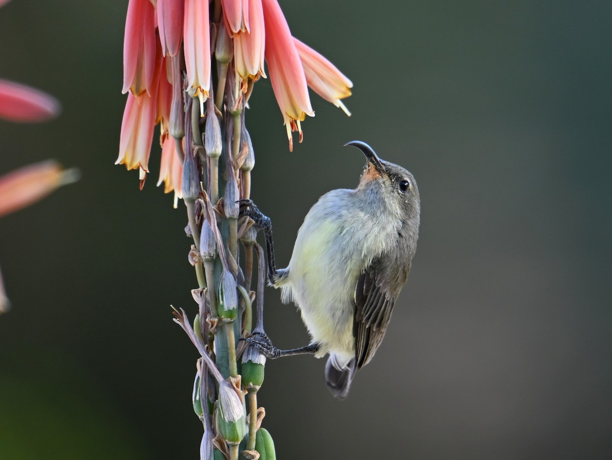 White-breasted Sunbird - ML619657817