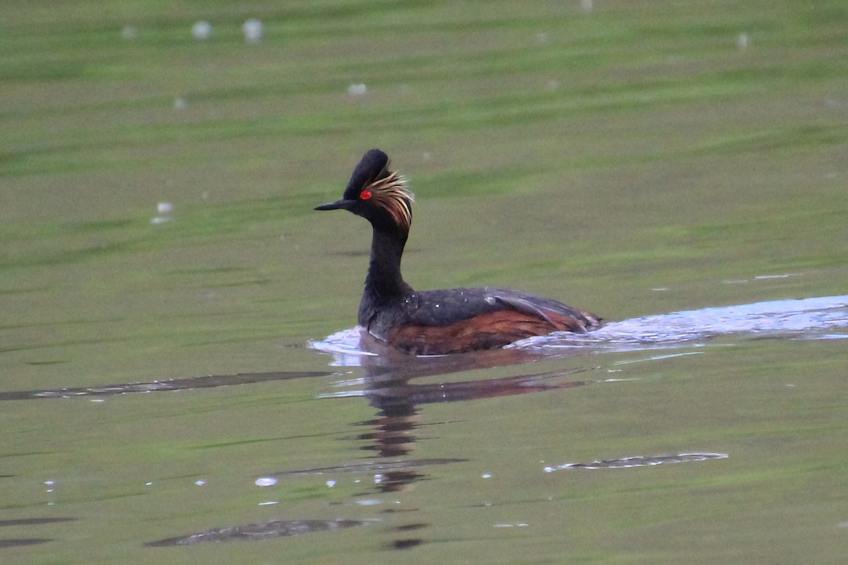 Eared Grebe - Elaine Cassidy