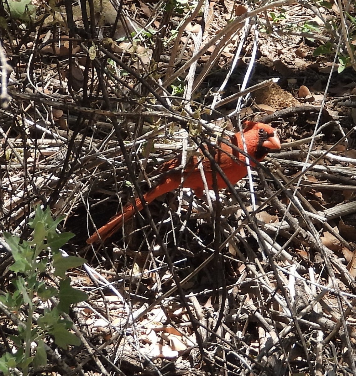 Northern Cardinal - Roee Astor