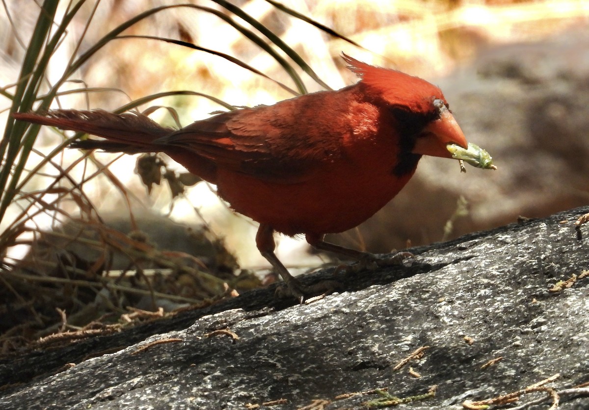 Northern Cardinal - Roee Astor