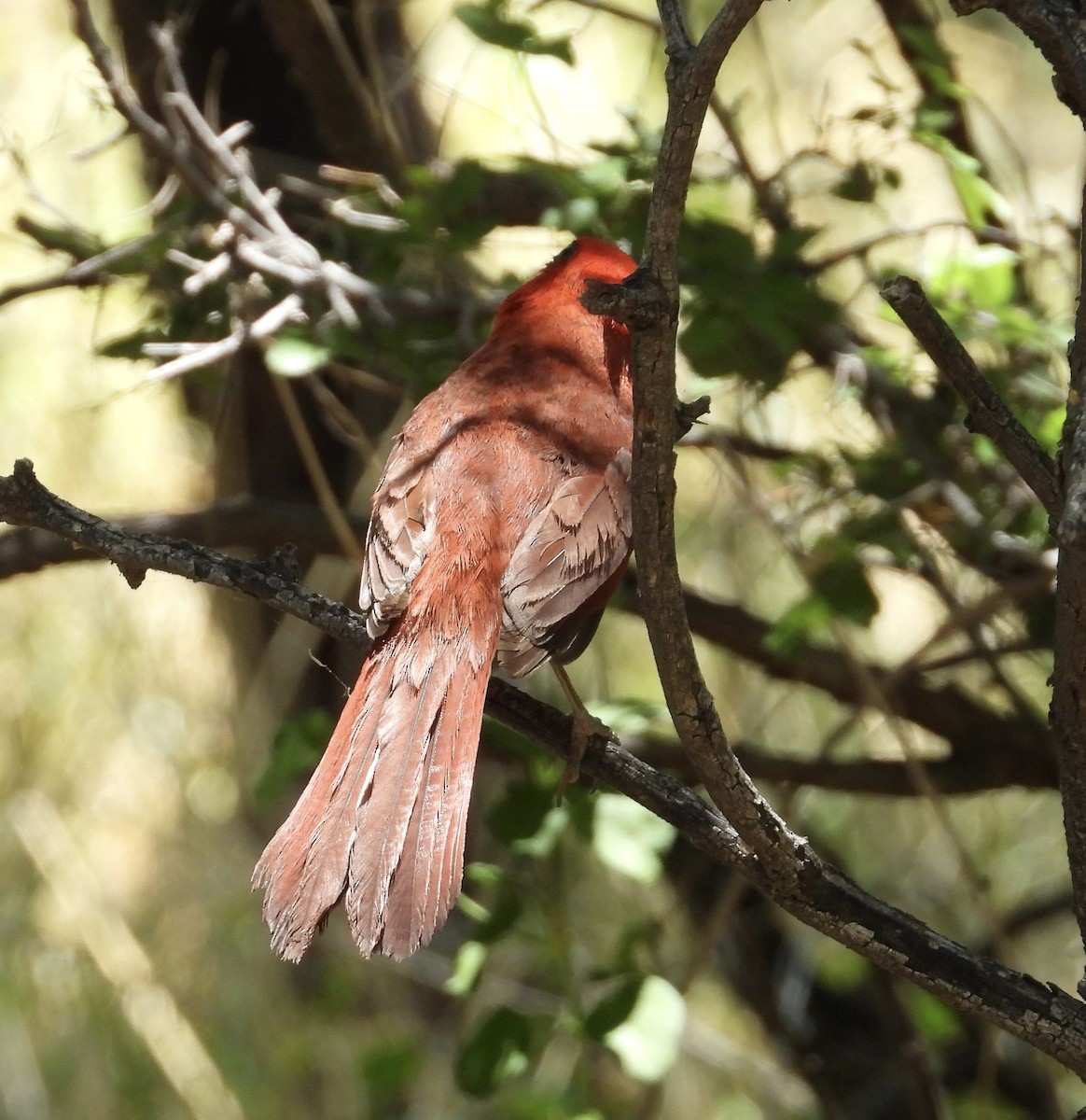 Northern Cardinal - Roee Astor