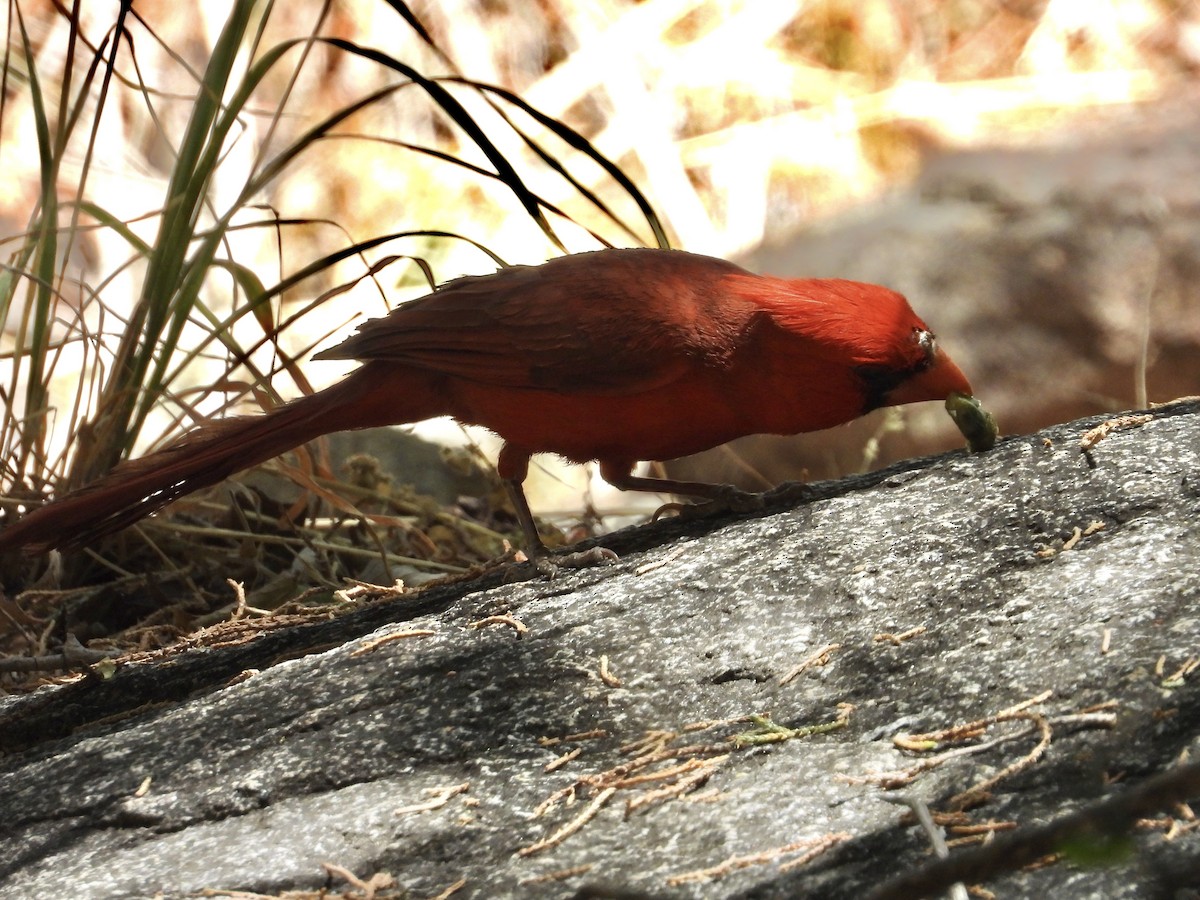 Northern Cardinal - Roee Astor